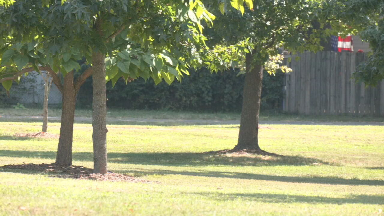 New UofL study reveals health benefits of increased tree coverage in Louisville